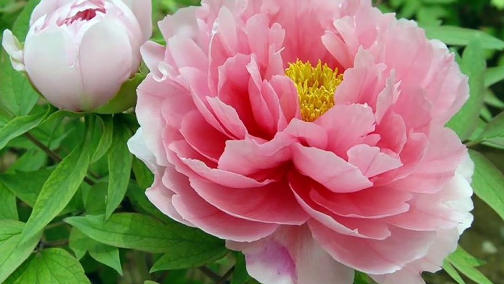 Hoa Mẫu Đơn – Biểu Tượng Của Cuộc Sống Vương Giả