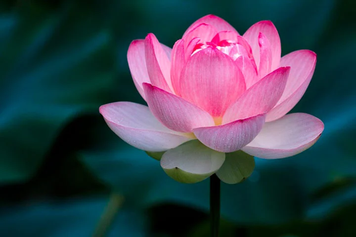 Bộ Tiểu Quách Gốm Sứ Tịnh Liên – Bảo Vật Gìn Giữ Linh Hồn Về Với Cõi Sen